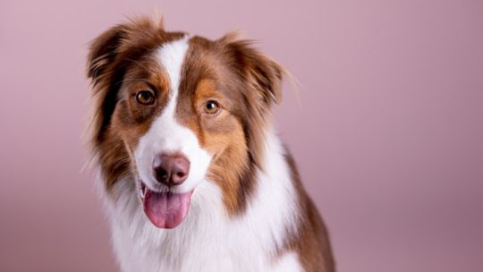 Test génétique pour votre chien : Comment ça fonctionne ?